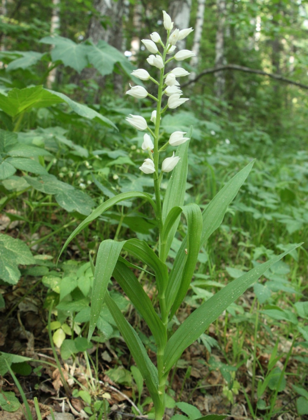 Image of Cephalanthera longifolia specimen.