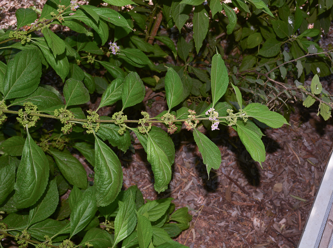 Image of Callicarpa americana specimen.