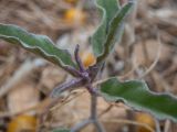 Solanum elaeagnifolium. Верхушка молодого побега. Греция, Эгейское море, о. Сирос, окр. пос. Фабрика (Φάμπρικα), небрежно покошенный приусадебный участок. 18.04.2021.