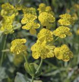 Bupleurum subspecies aureum