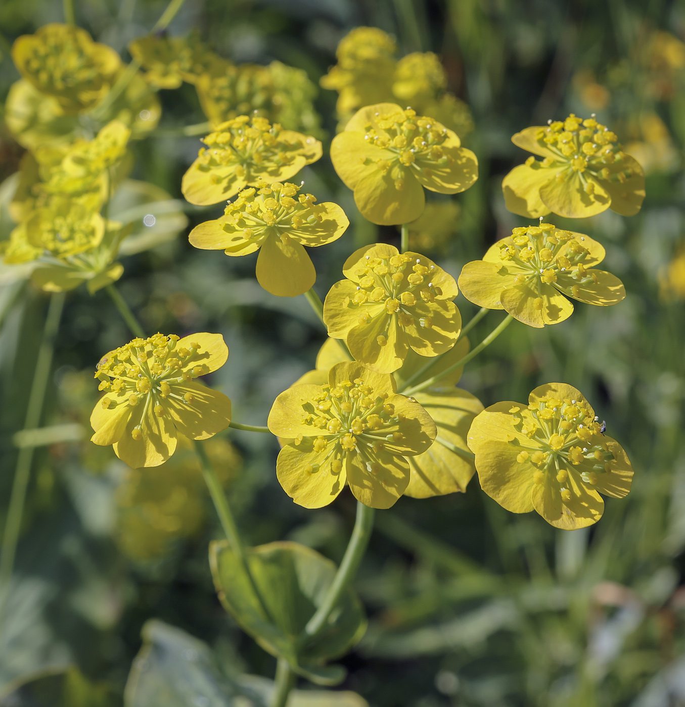 Изображение особи Bupleurum longifolium ssp. aureum.