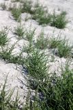 Salicornia perennans. Вегетирующие растения. Казахстан, г. Актау, на морском побережье. 21 июня 2021 г.
