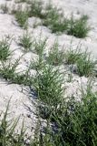 Salicornia perennans