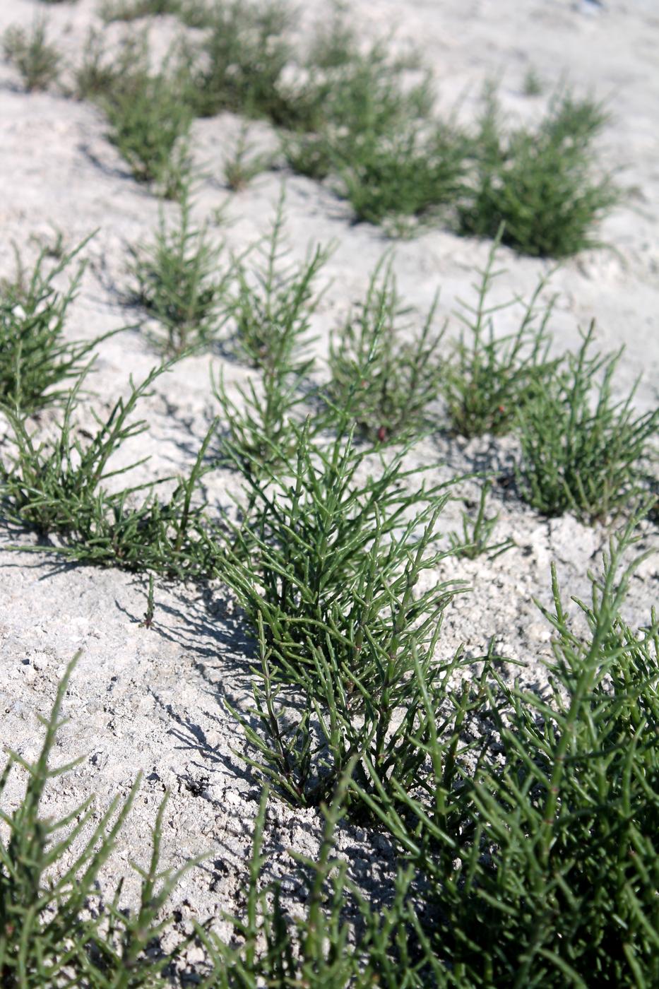 Image of Salicornia perennans specimen.