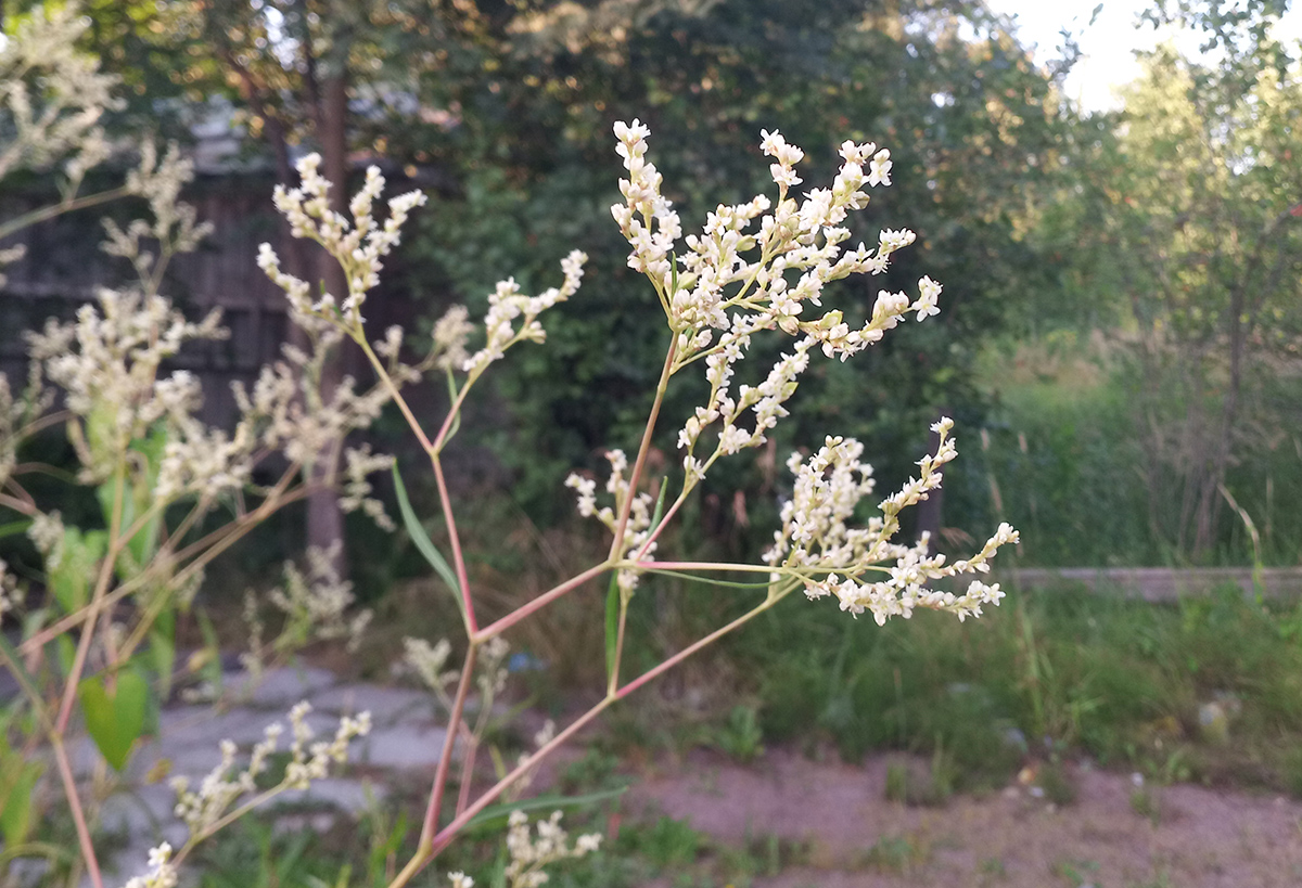 Изображение особи Aconogonon divaricatum.