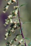 genus Artemisia. Часть побега с соцветиями. Приморский край, Лазовский р-н, Лазовский заповедник, 2 км Ю кордона Америка. 17.08.2009.