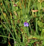 Scutellaria galericulata