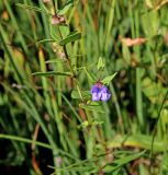 Scutellaria galericulata