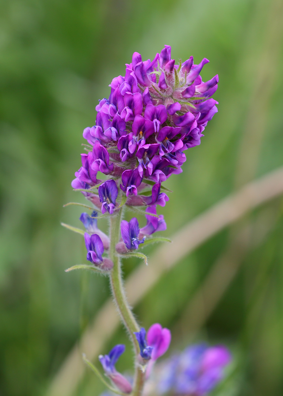 Image of Oxytropis campanulata specimen.