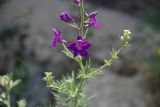 Delphinium cyphoplectrum