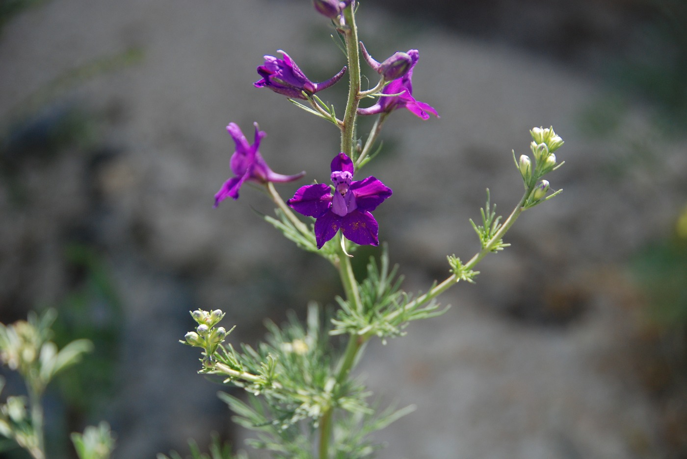 Image of Delphinium cyphoplectrum specimen.