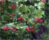 Viburnum opulus