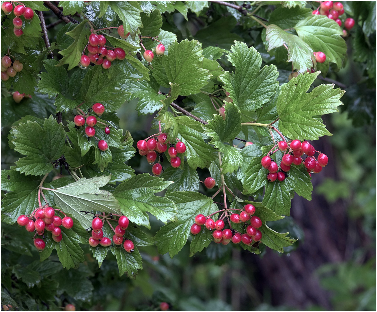 Image of Viburnum opulus specimen.