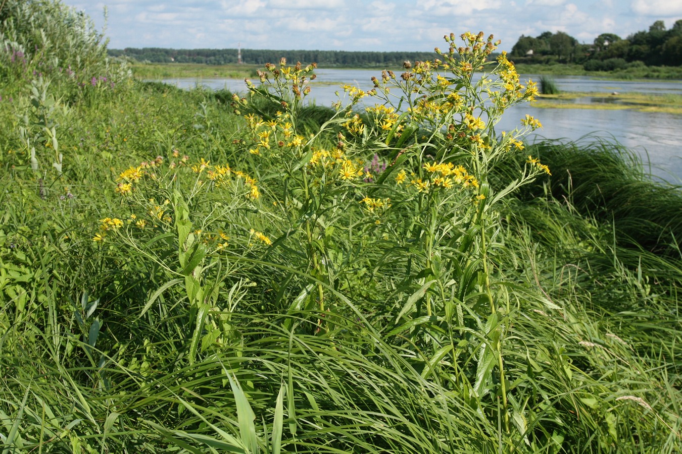 Изображение особи Senecio paludosus.