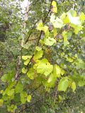 genus Vitis
