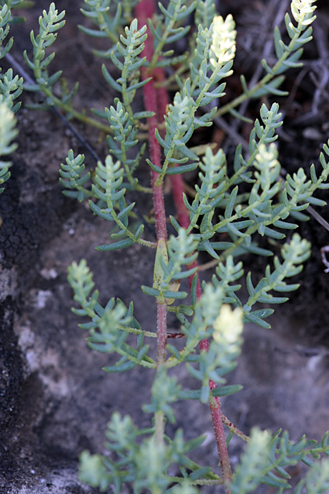 Изображение особи Hypericum scabrum.