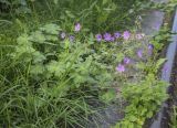 Geranium pyrenaicum. Цветущее растение. Москва, БС МГУ, на газоне. 01.09.2021.