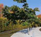 Albizia julibrissin