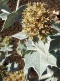 Eryngium maritimum