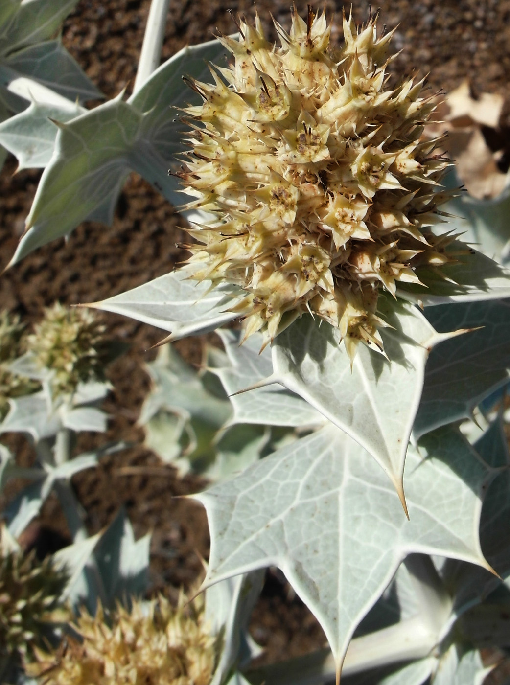 Image of Eryngium maritimum specimen.