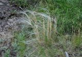 род Stipa. Плодоносящее растение. Алтайский край, Змеиногорский р-н, восточный берег оз. Колыванское, степь, каменистый участок. 28.06.2021.
