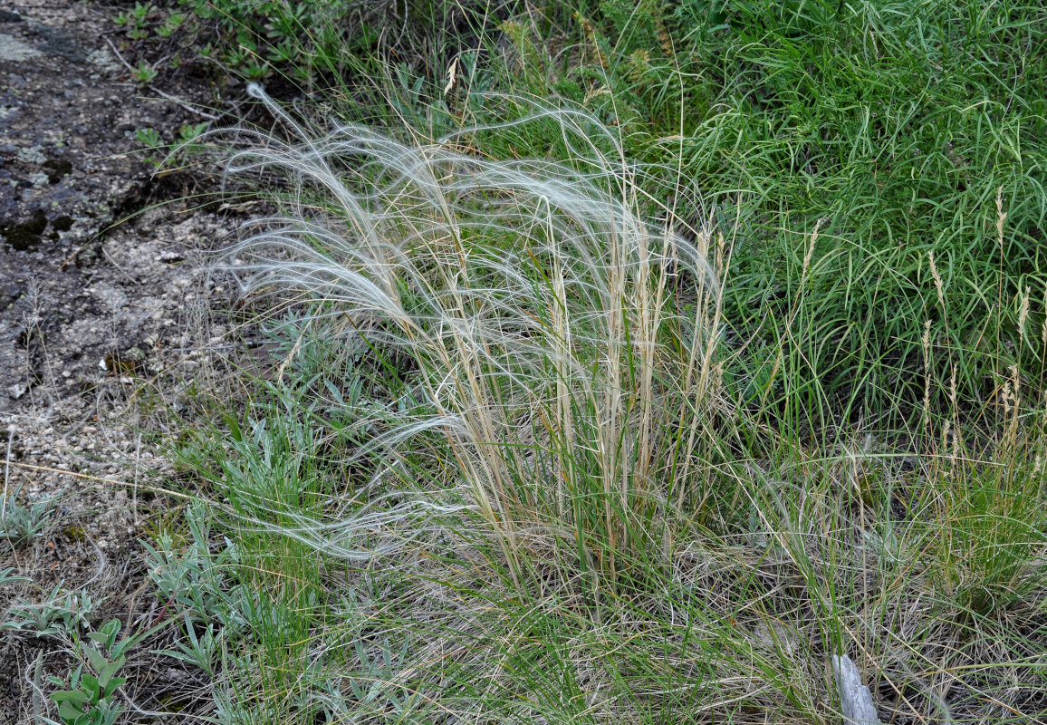 Image of genus Stipa specimen.