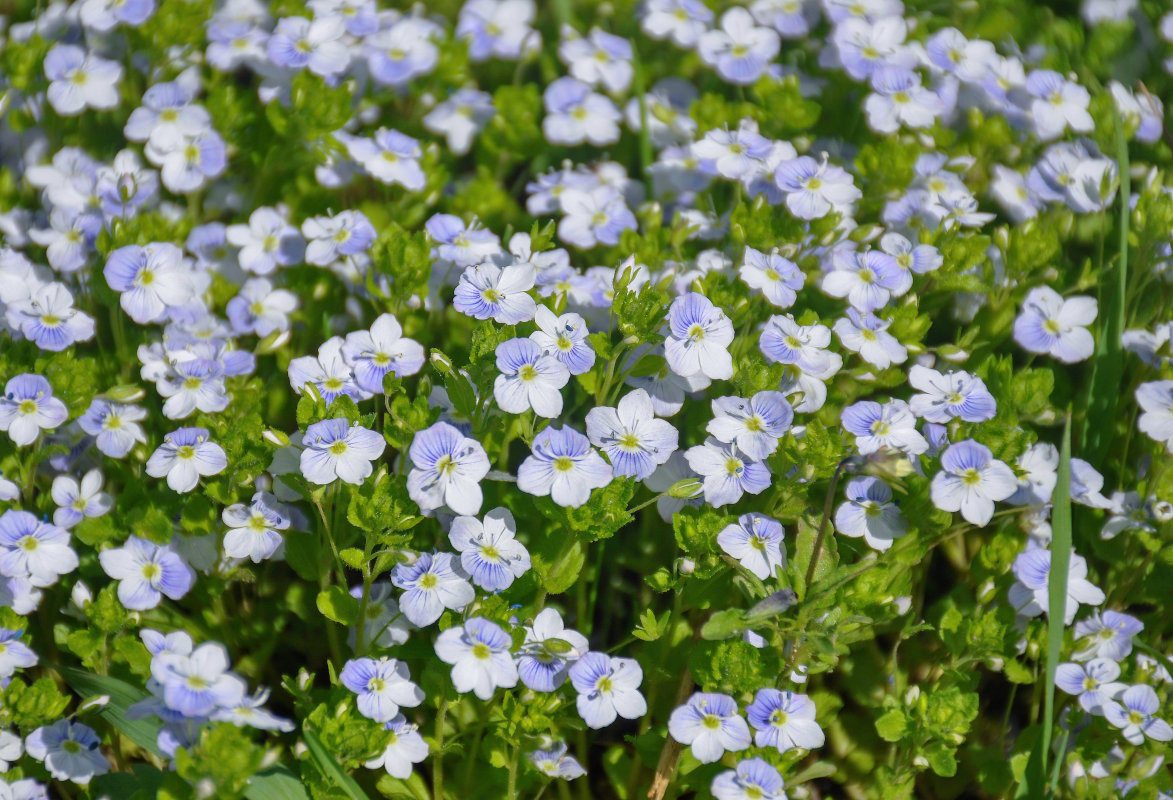 Image of Veronica filiformis specimen.