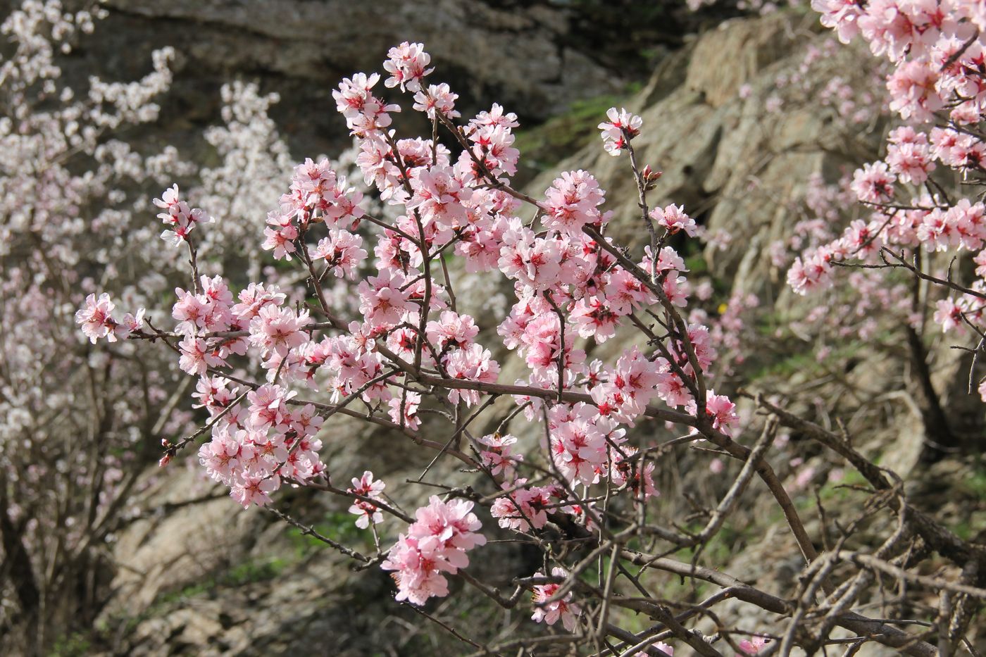 Изображение особи Amygdalus bucharica.