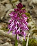 Orchis &times; angusticruris nothosubsp. transcaucasica