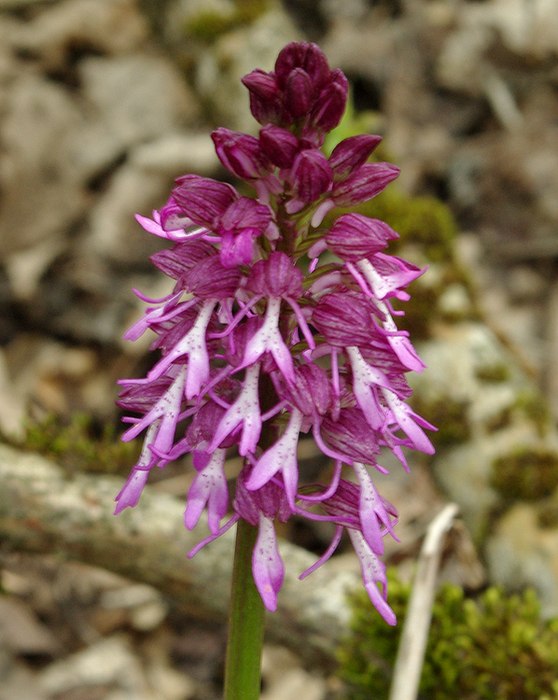 Изображение особи Orchis &times; angusticruris nothosubsp. transcaucasica.