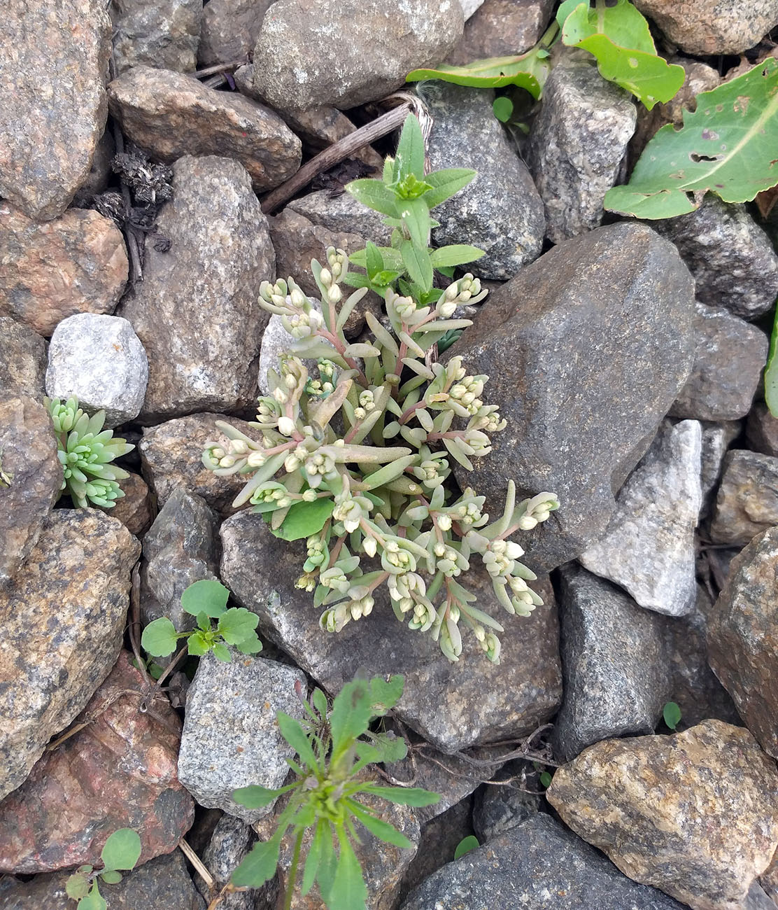 Image of Sedum hispanicum specimen.