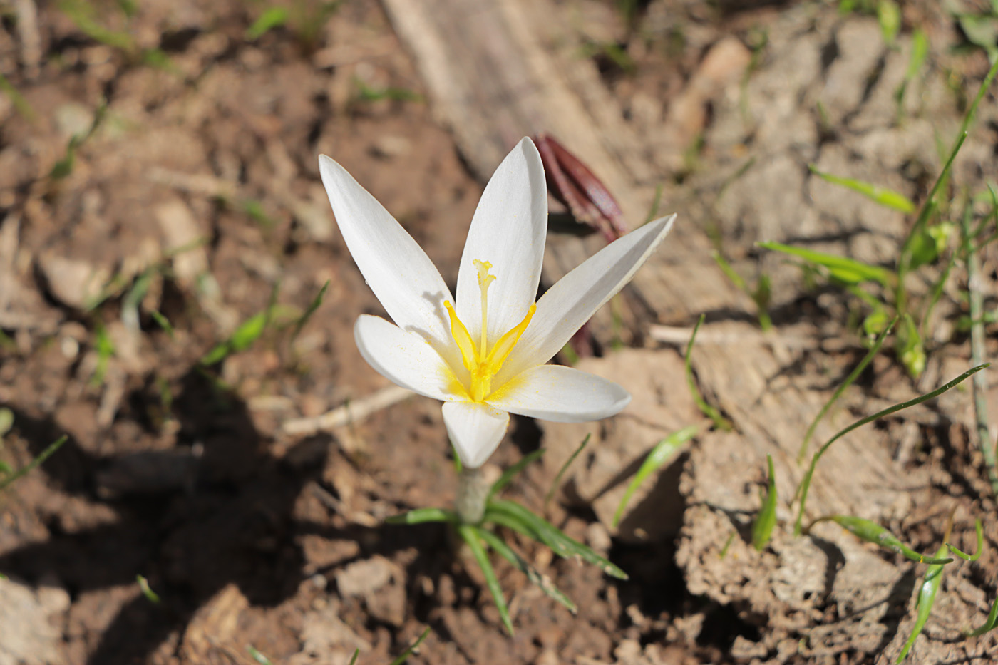 Image of Crocus alatavicus specimen.