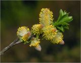 род Salix. Верхушка ветви с соцветиями. Московская обл., Раменский р-н, окр. ж.-д. платформы Хрипань, отдельные растения на залежи. 06.05.2016.