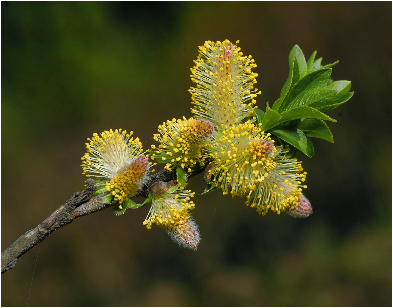 Image of genus Salix specimen.