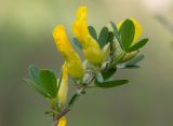 Chamaecytisus ruthenicus