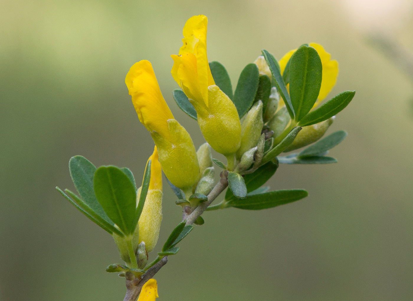 Изображение особи Chamaecytisus ruthenicus.