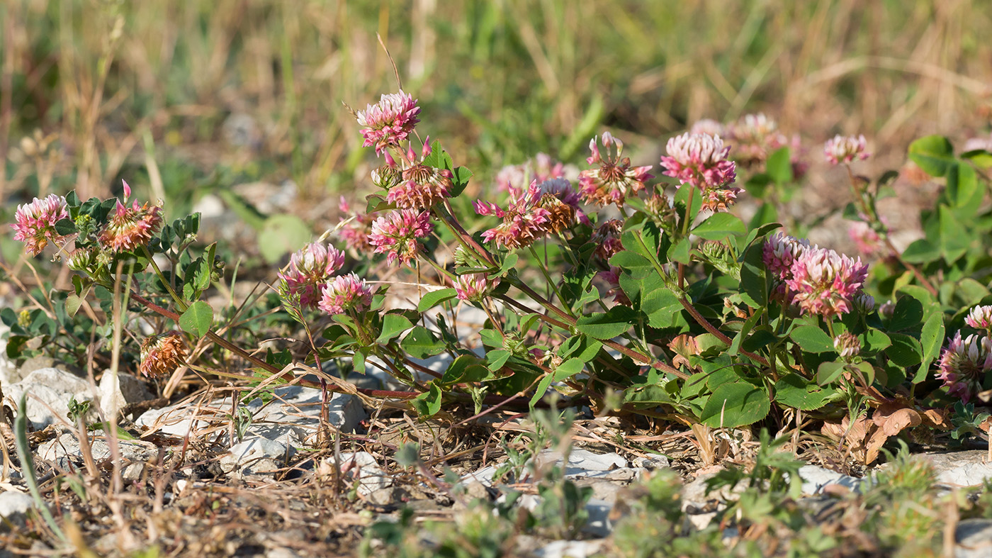 Изображение особи Trifolium hybridum.