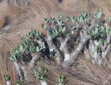 Pachypodium rosulatum. Вегетирующее растение. Мадагаскар, провинция Фианаранцуа, окр. г. Ambalavao, заповедник \"Анжи\". 02.12.2019.