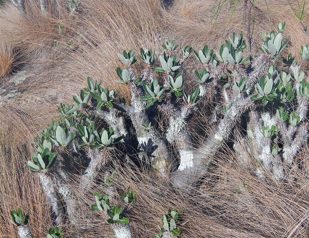 Image of Pachypodium rosulatum specimen.