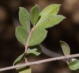 Combretum molle