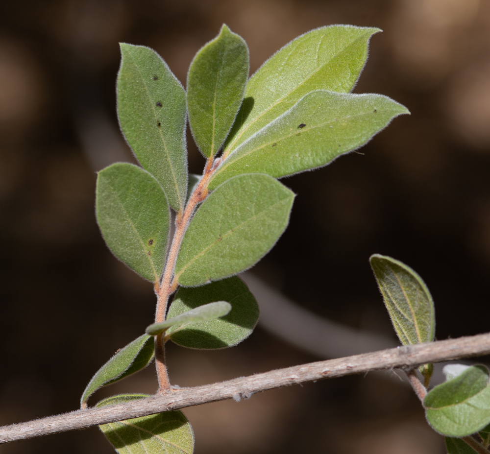 Image of Combretum molle specimen.