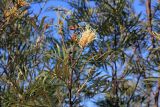 genus Grevillea. Ветвь с цветами и листьями. Мадагаскар, провинция Туамасина, регион Ацинанана, заповендник \"Пальмариум\". 14.10.2016.