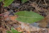 genus Rumex