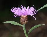 Centaurea jacea. Верхушка побега с соцветием. Горный Крым, окр. с. Генеральское, опушка дубового леса. 15 июля 2022 г.