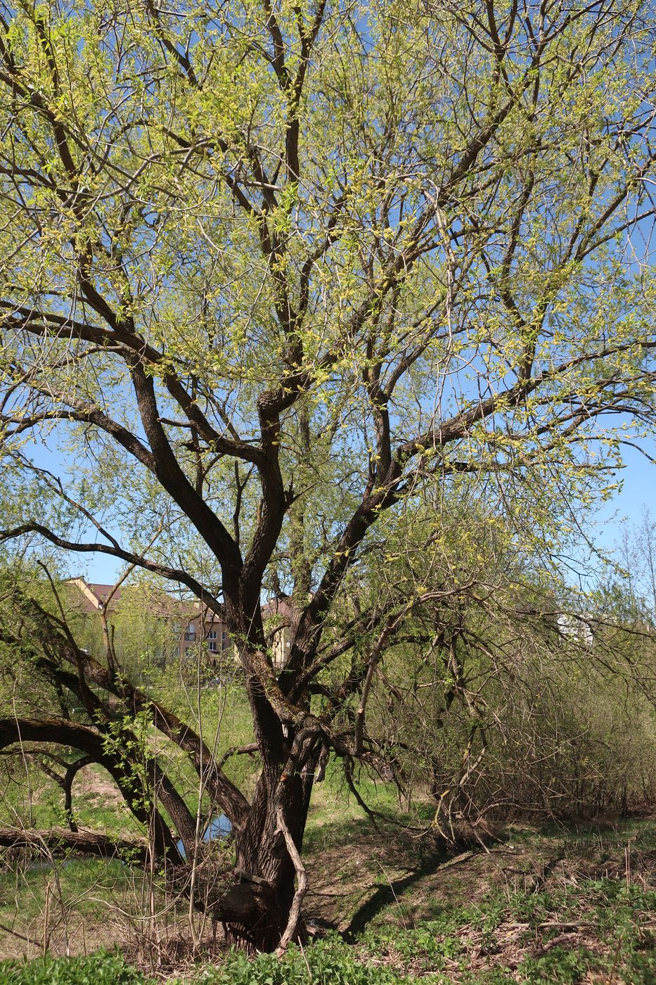 Image of Salix euxina specimen.