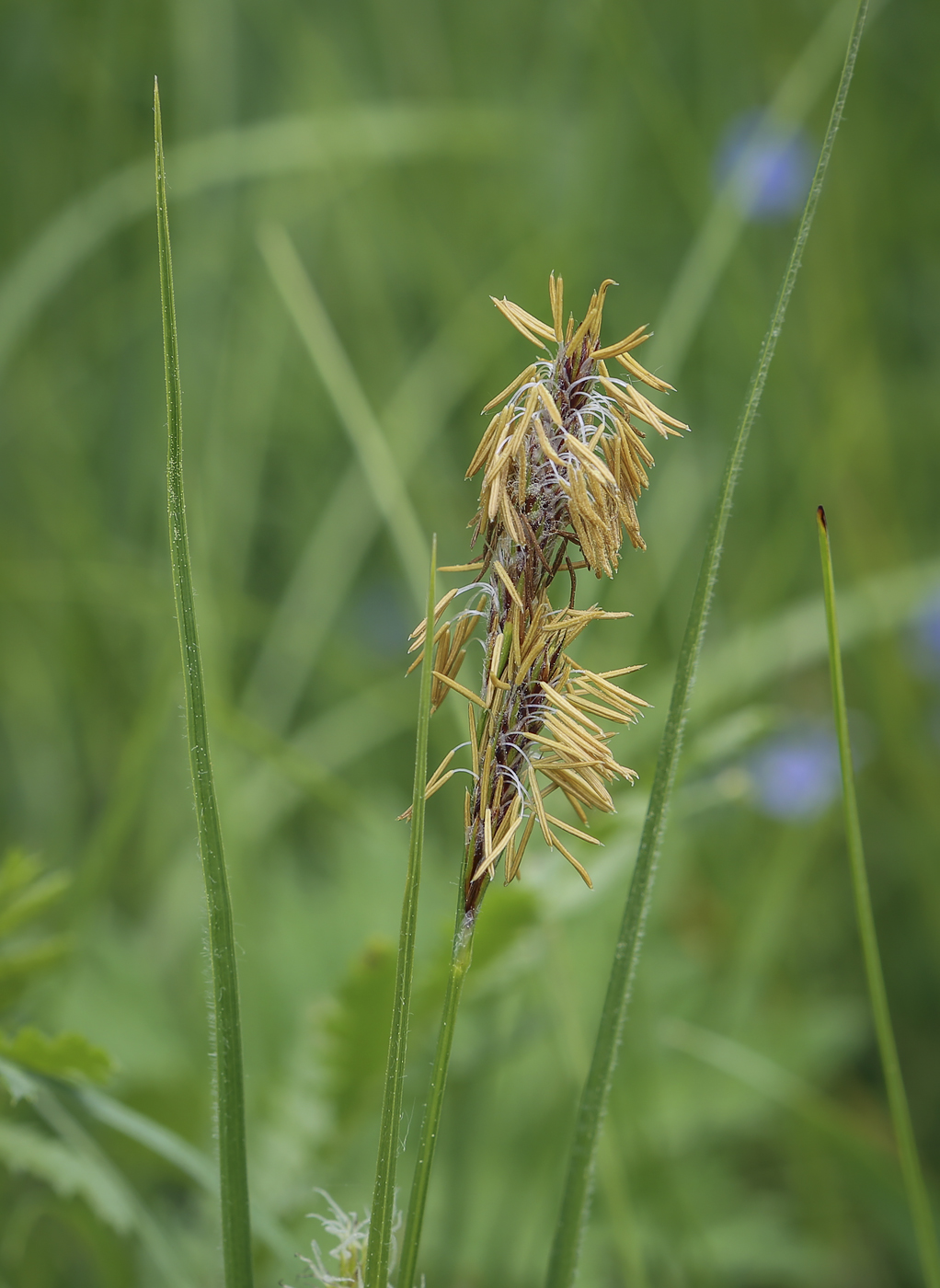 Изображение особи Carex hirta.