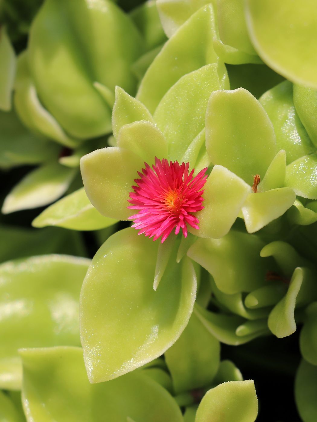 Image of Aptenia cordifolia specimen.