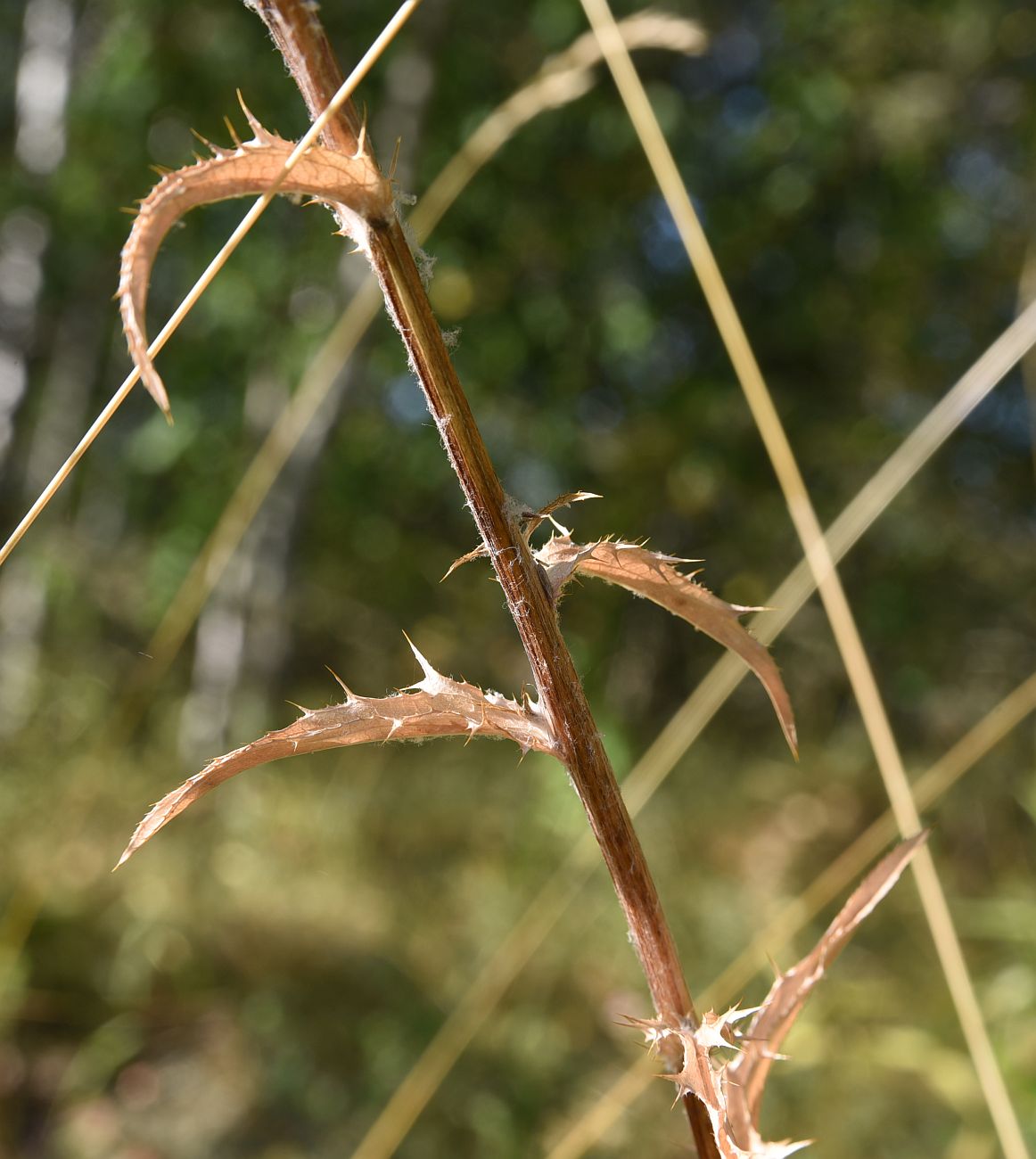 Image of Carlina biebersteinii specimen.