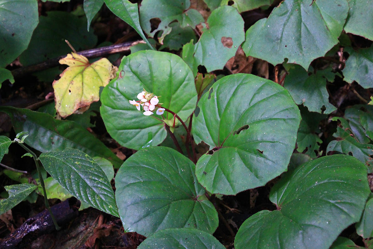 Image of genus Begonia specimen.