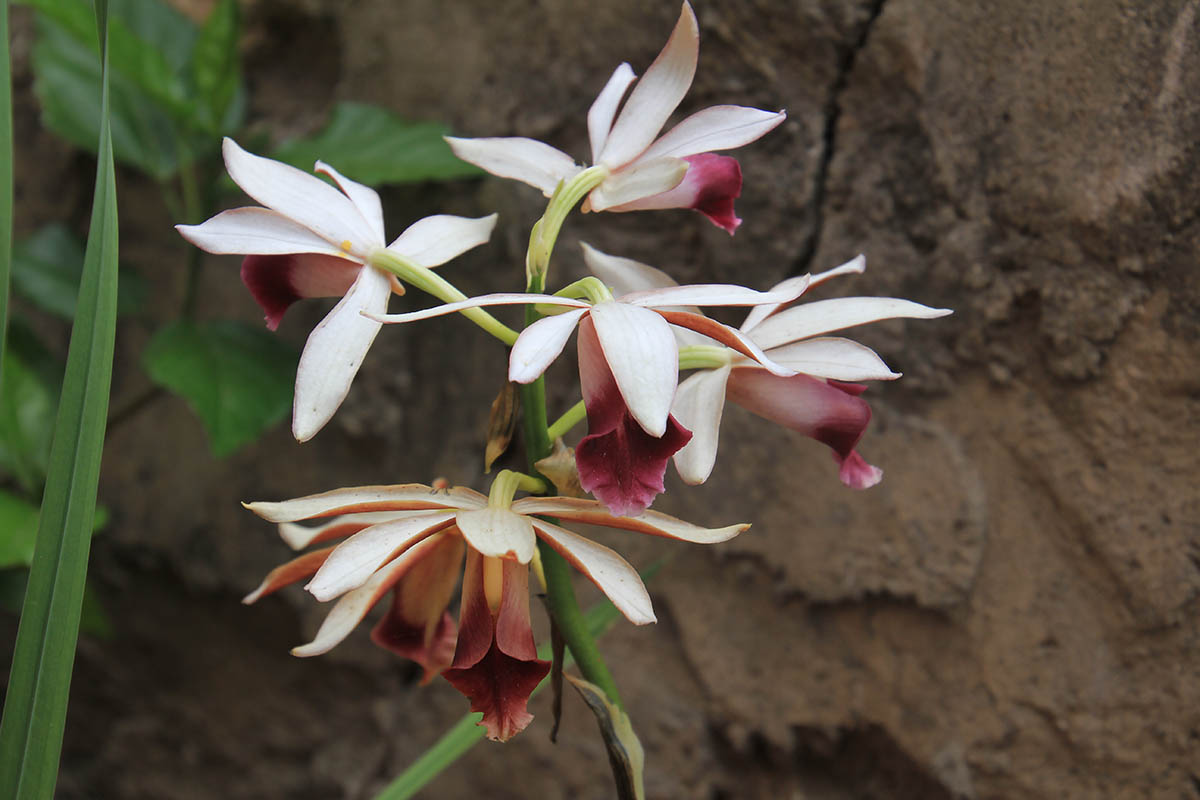 Изображение особи семейство Orchidaceae.